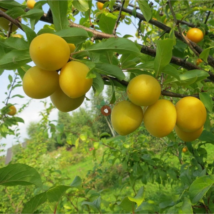 Злато скифов алыча