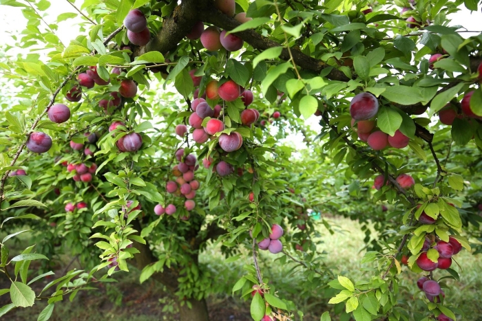 Алыча вишневидная