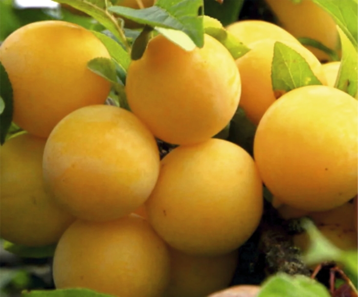 Алыча сорт мара