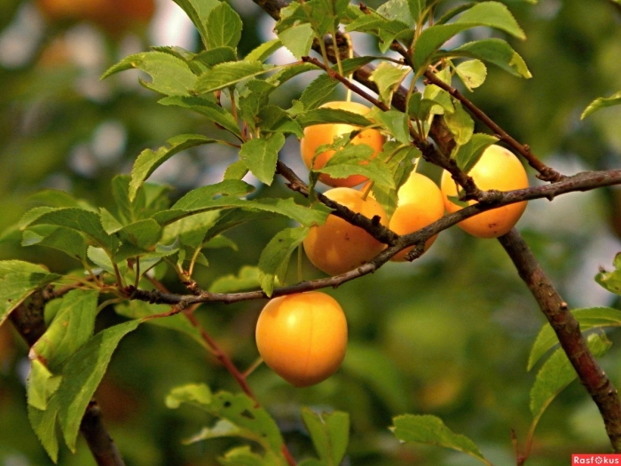 Алыча мирабель