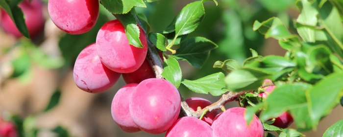 Алыча оцарк премьер