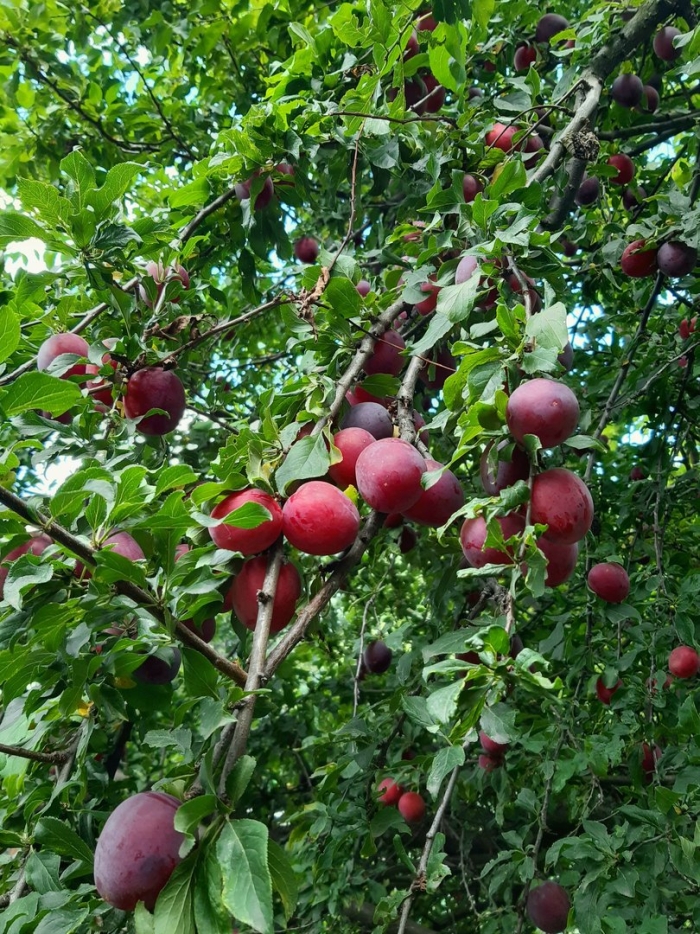 Пятигорская алыча