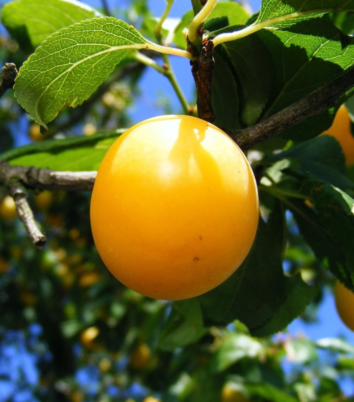 Алыча белая медовая