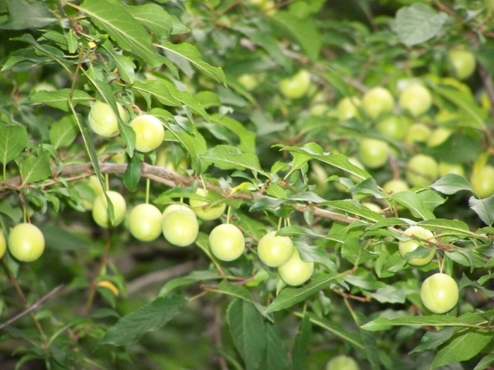 Алыча ткемали дерево