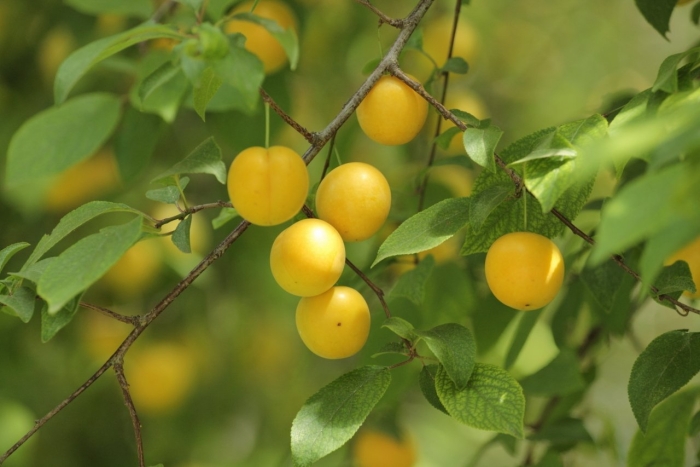 Алыча лодва