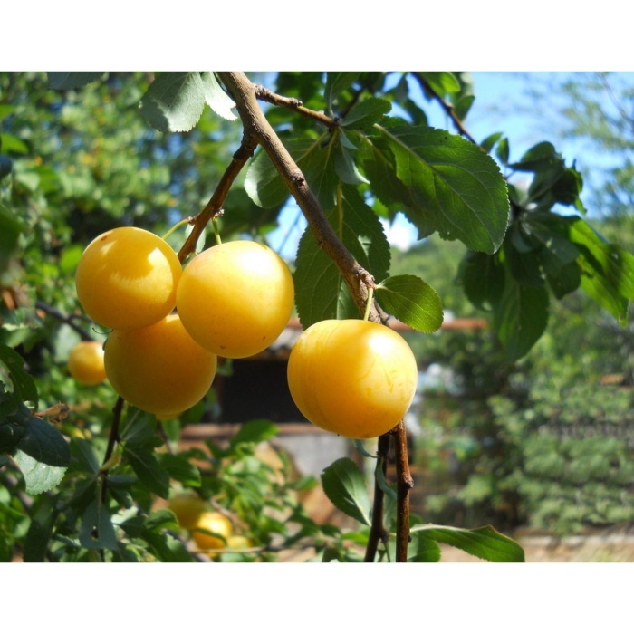 Алыча дикая желтая