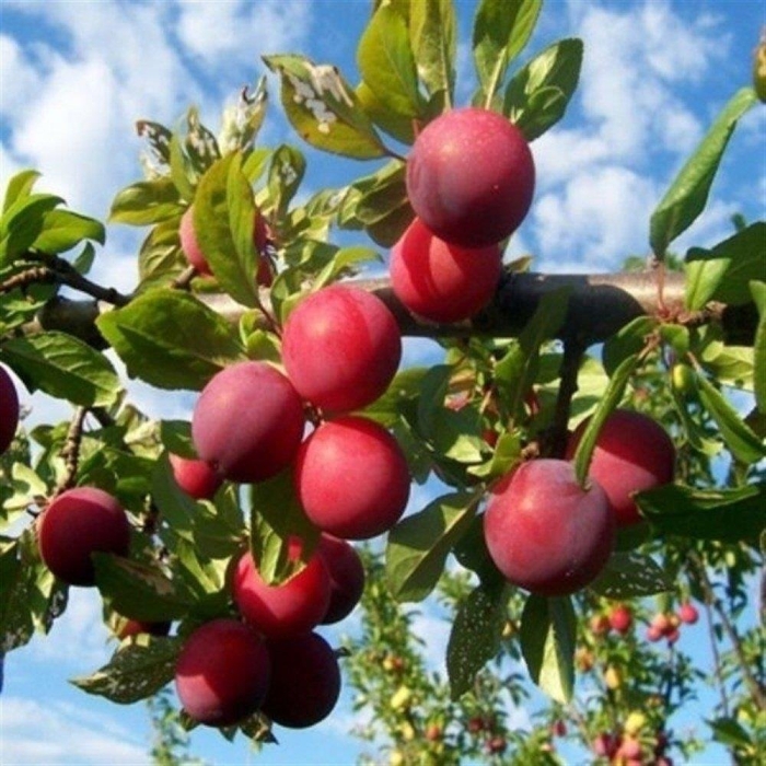 Слива скороспелка красная