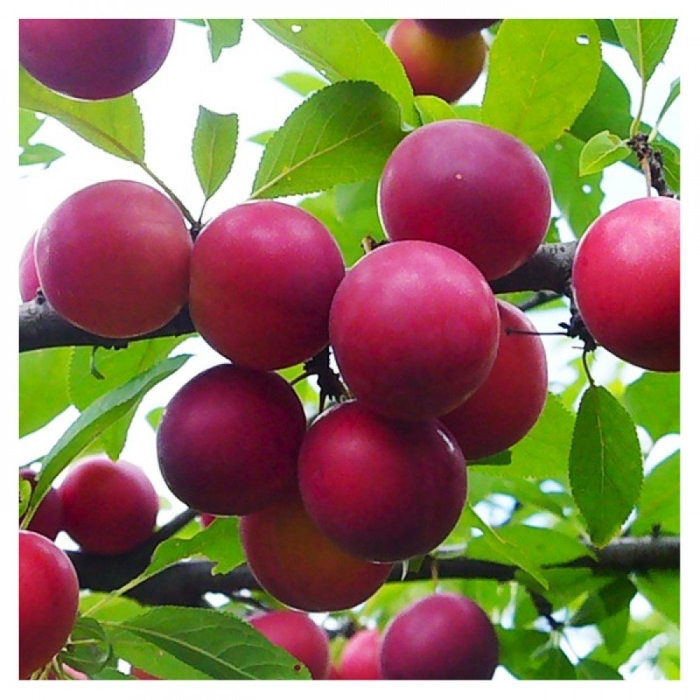 Слива колоновидная путешественница