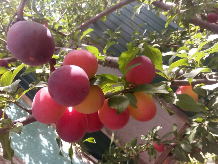 Слива русская (алыча) кубанская комета