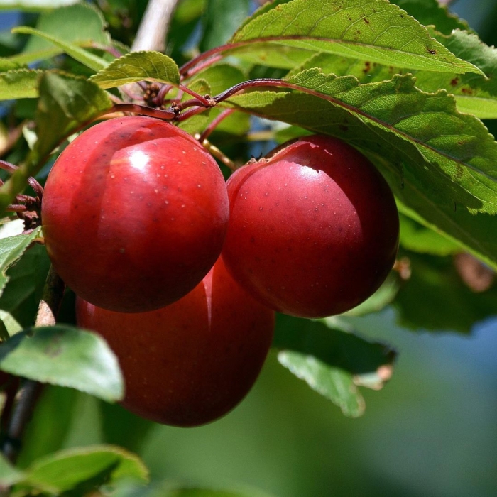 Слива тихоокеанская