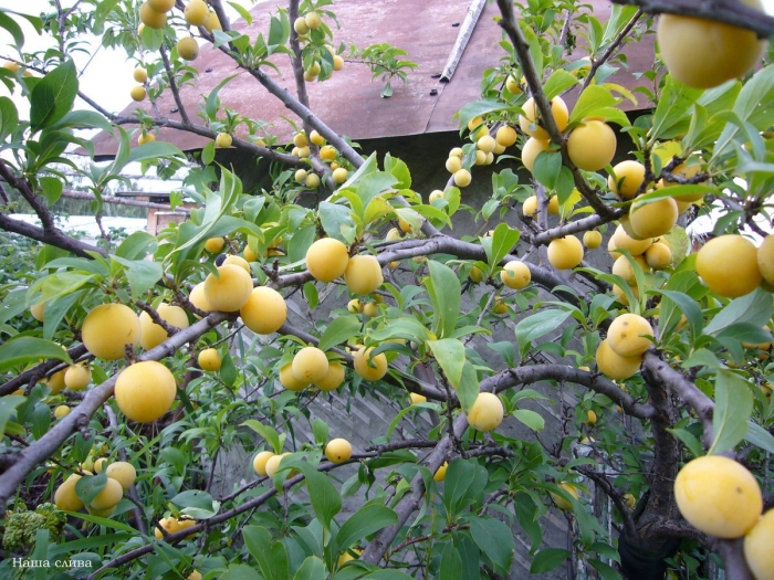 Слива prunus domestica