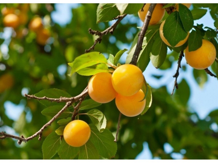 Алыча уральская