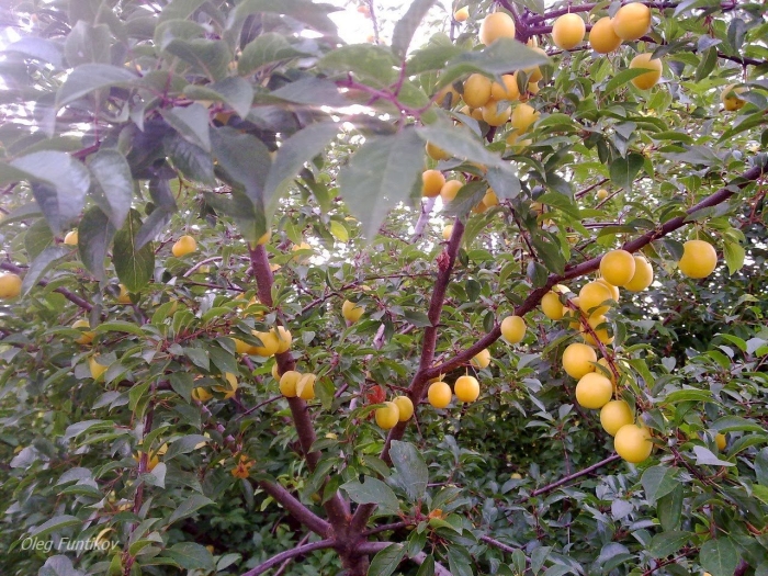 Алыча злато скифов