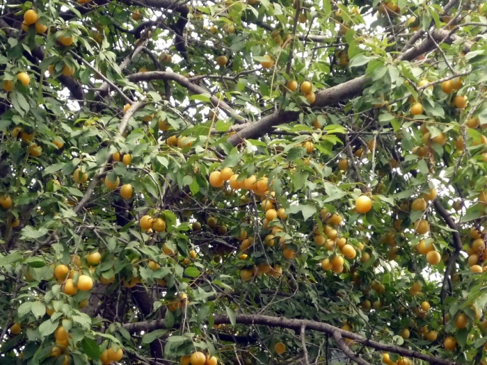 Алыча дичка