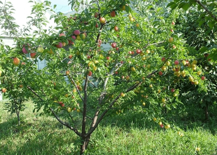 Алыча кубанская комета дерево