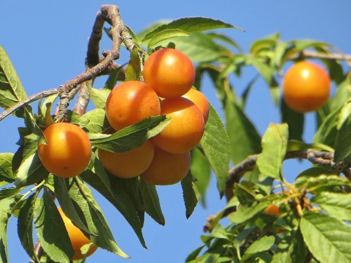 Алыча кавказская