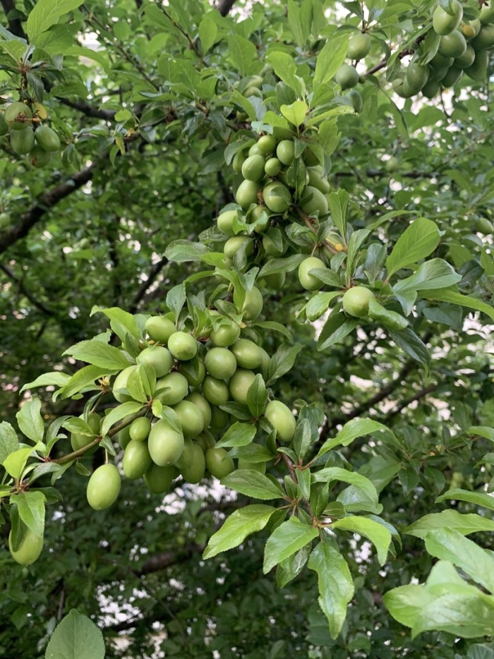 Алыча зеленая