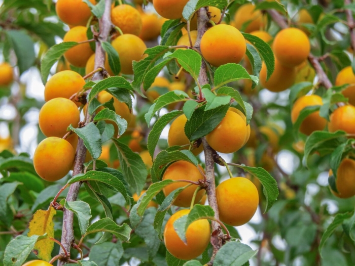 Абрикос краснощекий дерево