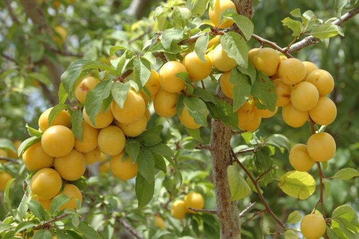 Алыча лодва