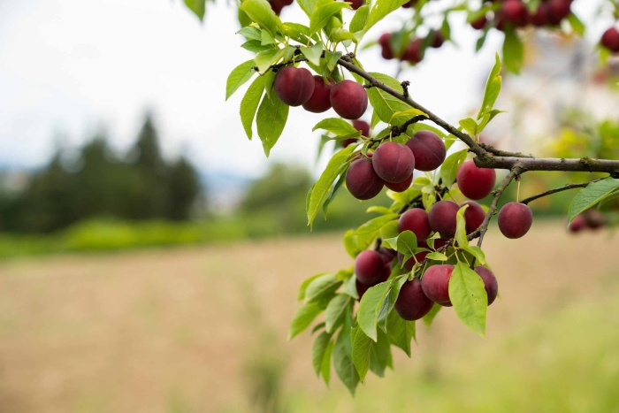 Алыча найдёна