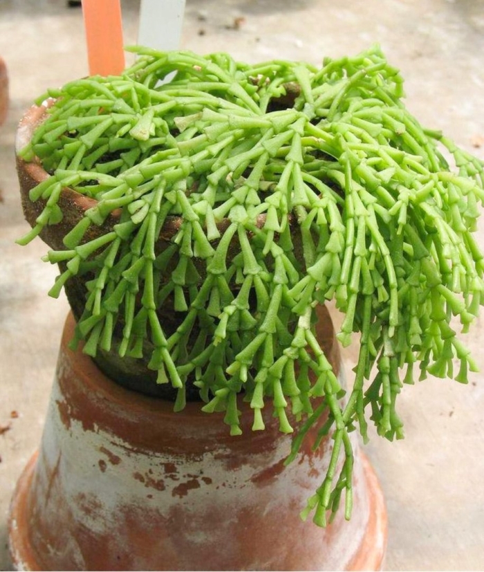 Хатиора ампельная