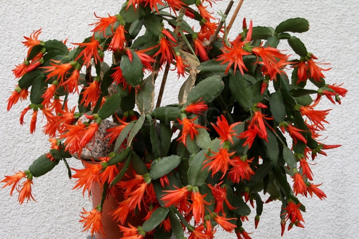 Лесной кактус рипсалидопсис