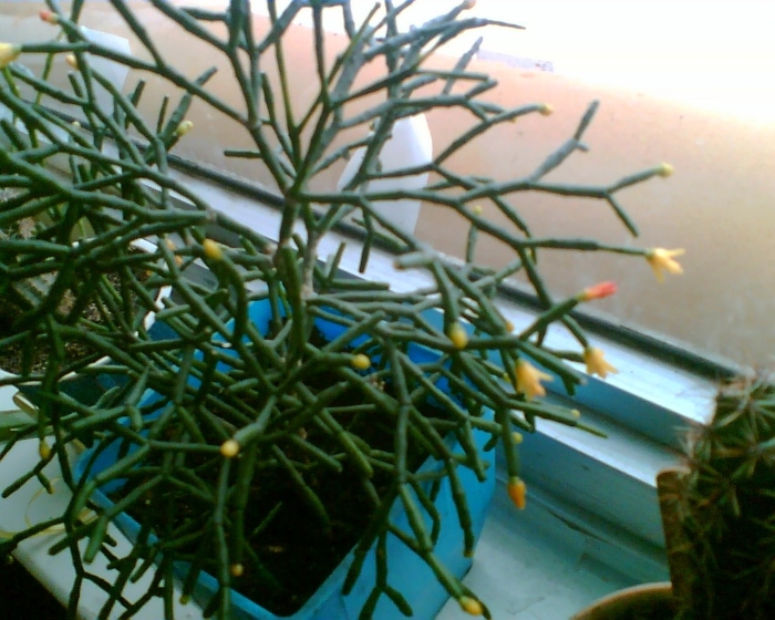 Хатиора белая