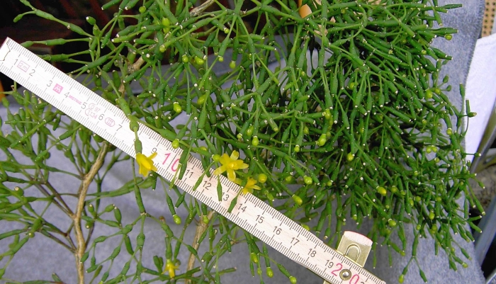 Хатиора гертнера