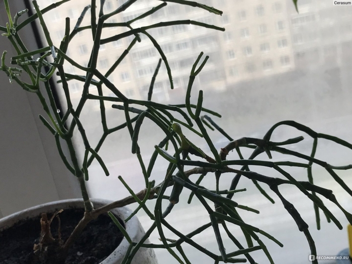 Молочай тирукалли палочник