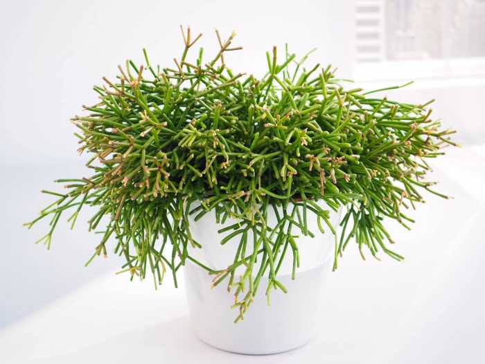 Суккулент рипсалис мезембриантемовый