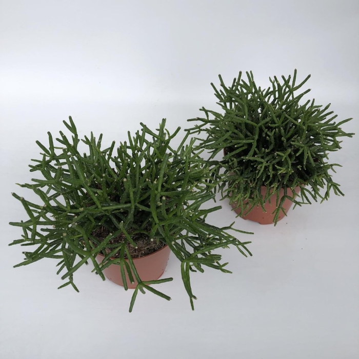 Рипсалис гетероклада