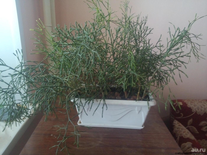 Хатиора комнатный