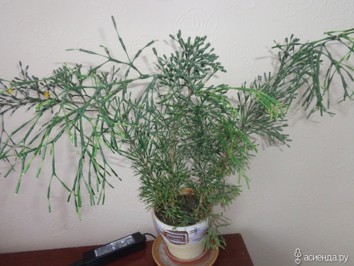 Хатиора солеросовая