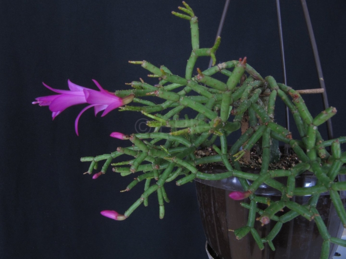 Шлюмбергера опунциевидная