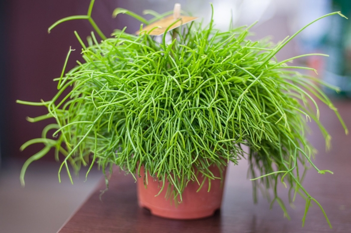 Рипсалис rhipsalis