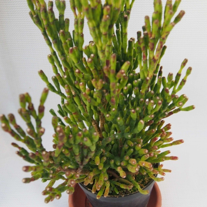 Рипсалис хатиора