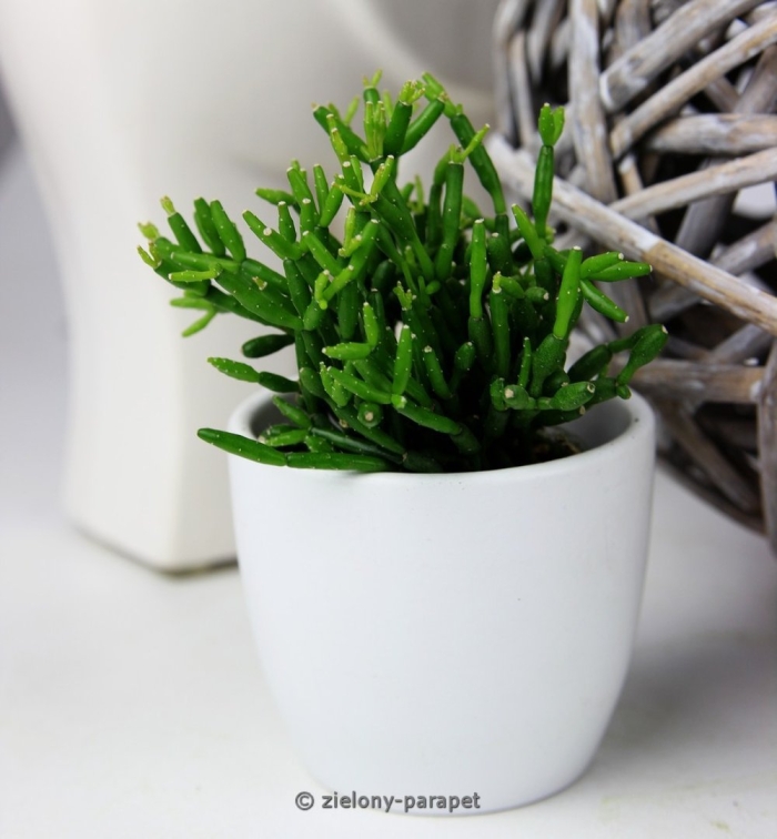 Суккулент рипсалис барчела