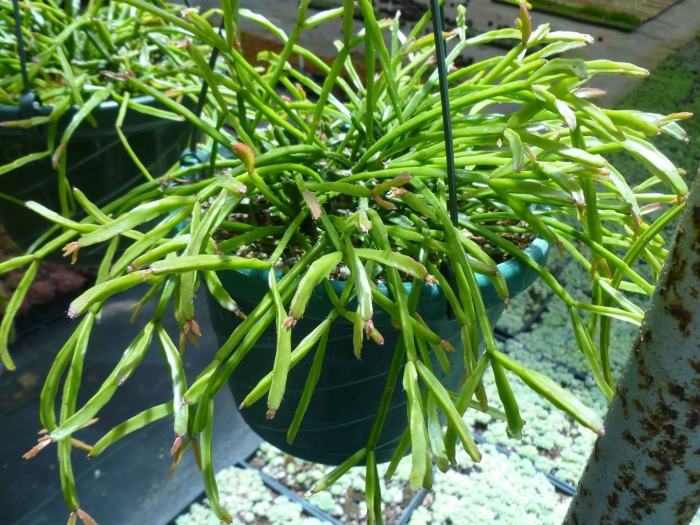 Рипсалис rhipsalis baccifera