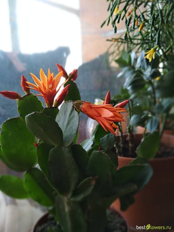 Хатиора рипсалидопсис