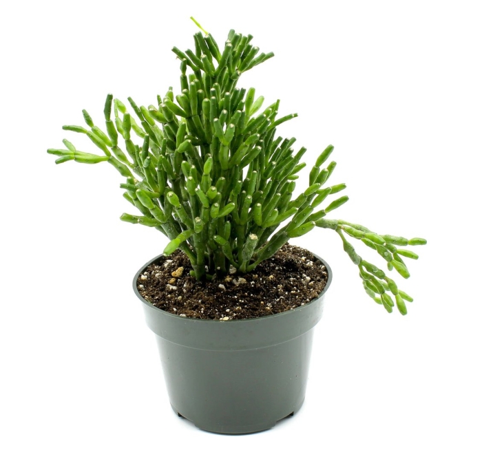 Рипсалис кассута