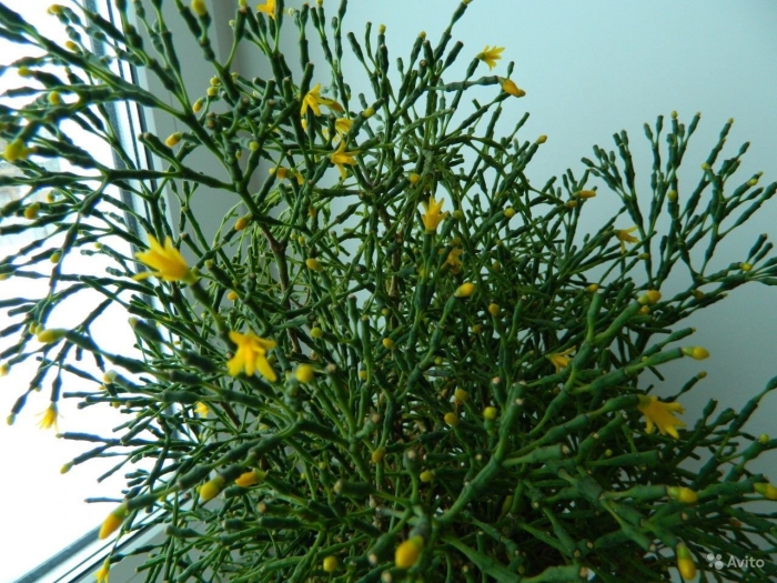 Хатиора солеросовая