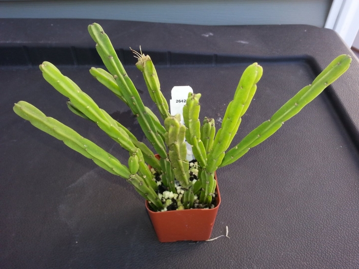 Rhipsalis pentaptera