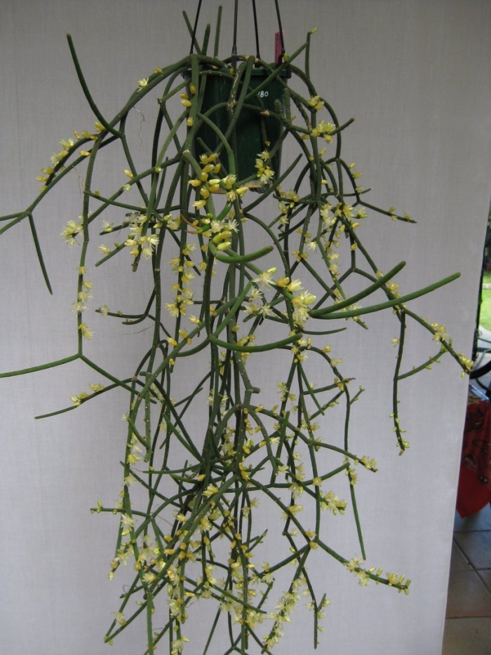 Rhipsalis baccifera