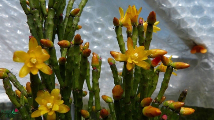 Кактус хатиора