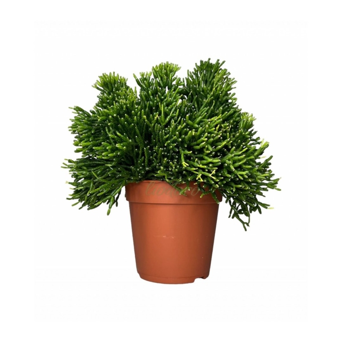 Рипсалис хатиора