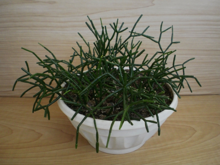 Rhipsalis heteroclada