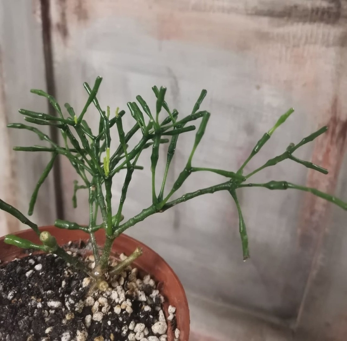 Танцующие кости хатиора