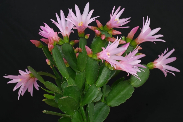 Хатиора кактус