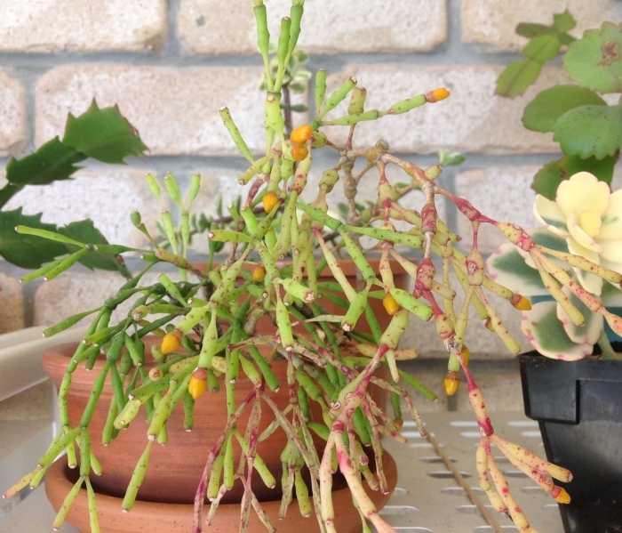 Хатиора саликорниоидес