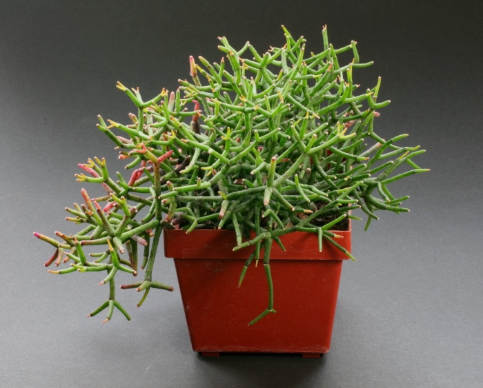 Хатиора гертнера